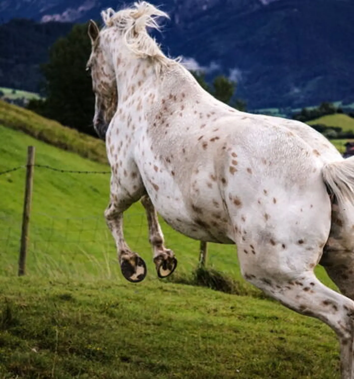 pferdeosteopathin isabel brambrink pferd wiese von Visionäre Pferdeosteopathie
